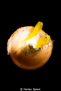 Planet Goby. Population: 2 by Henley Spiers 
